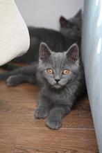 Britse korthaar kittens te koop, Dieren en Toebehoren, Katten en Kittens | Raskatten | Korthaar, Meerdere dieren, Ontwormd, 0 tot 2 jaar