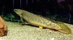 polypterus palmas, Dieren en Toebehoren, Vissen | Aquariumvissen, Vis