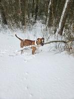 Amerikaanse buldog, Dieren en Toebehoren, Honden | Bulldogs, Pinschers en Molossers, 15 weken tot 1 jaar, Reu, CDV (hondenziekte)