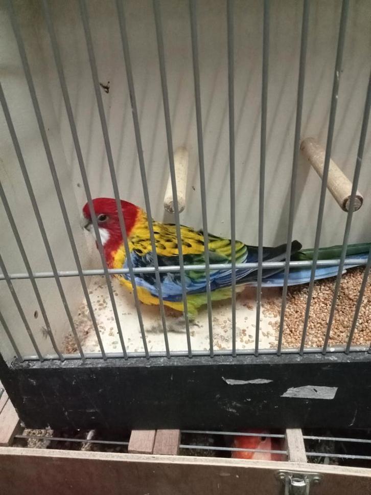 Gevraagd diverse vogels, Dieren en Toebehoren, Vogels | Parkieten en Papegaaien, Parkiet, Meerdere dieren