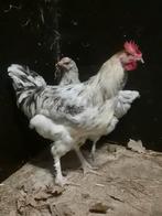 Marans haan splash, Dieren en Toebehoren, Pluimvee, Mannelijk, Kip