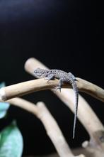 enkele bijzondere gekko's, Dieren en Toebehoren, Reptielen en Amfibieën, Hagedis, 0 tot 2 jaar