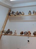 Koppels zebravinken, Dieren en Toebehoren, Vogels | Overige Vogels, Meerdere dieren, Geringd