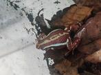 Epidobates anthonyi Vrouw, Dieren en Toebehoren, Reptielen en Amfibieën, Slang