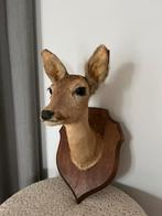 Opgezette reeënkop / hertenkop taxidermie, Ophalen of Verzenden, Zo goed als nieuw, Opgezet dier