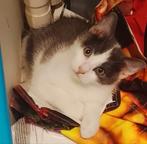 Kruising Blauwe Rus kittens Grijs/Blauw, Dieren en Toebehoren, Katten en Kittens | Overige Katten, Meerdere dieren, Kortharig