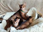 Charmante Abessijnse kittens, Dieren en Toebehoren, Meerdere dieren, Kortharig, 0 tot 2 jaar