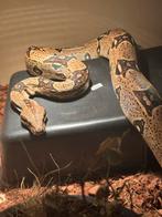 Boa imperator jungle, Slang, 3 tot 6 jaar