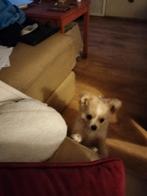 Te koop Blessing chihuahua pomeriaan, Dieren en Toebehoren, Parvo, Overige rassen, 8 tot 15 weken, Teef