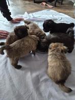 Leuke gezonde pup, Dieren en Toebehoren, Honden | Chihuahua's en Gezelschapshonden, Overige rassen, Eén hond, Nederland, Particulier