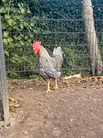 Amrock hennen en haan, Dieren en Toebehoren, Pluimvee, Meerdere dieren, Kip