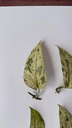 Scindapsus Jade Satin Marble Variegata, Ophalen of Verzenden, Overige soorten, Minder dan 100 cm