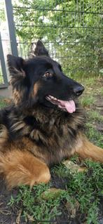 Oud duitse herder teef, Dieren en Toebehoren, Honden | Herdershonden en Veedrijvers, België, Particulier, Rabiës (hondsdolheid)