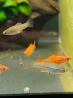 Zwaarddragers, Dieren en Toebehoren, Ophalen, Zo goed als nieuw, Plant(en), Steen of Hout