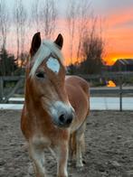 Gezocht stalling Hoeksche Waard, Weidegang, 1 paard of pony
