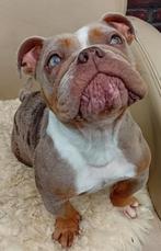 New Englisch Bulldog teef merle en stamboom 1500,, Dieren en Toebehoren, Rabiës (hondsdolheid), 1 tot 2 jaar, Teef, Bulldog
