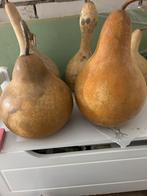 Ik zoek droog kalebas, Tuin en Terras, Ophalen of Verzenden, Nieuw