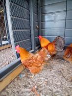 New Hampshires dwerg kippen, Meerdere dieren, Kip