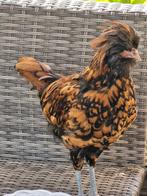 Mooie kuifhoen haan, Dieren en Toebehoren, Mannelijk, Kip
