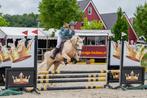 Super talentvolle allround palomino sportpony, Dieren en Toebehoren, Gechipt, Ruin, Springpony, 3 tot 6 jaar