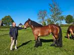 Belgische trekpaarden belgisch trekpaard, Dieren en Toebehoren, Paarden, Meerdere dieren, Niet van toepassing, Gechipt