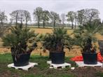 Tekoop aangeboden Chamaerops humilis meerstammig, Tuin en Terras, Planten | Bomen, In pot, Zomer, Volle zon, Ophalen