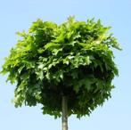 Quercus Green Dwarf is een Bolvormige Boleik., Ophalen, In pot, Bolboom