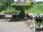 Verbena stekkies, Volle zon, Vaste plant, Zomer, Ophalen