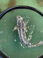 Diverse koi’s te koop, Dieren en Toebehoren, Vissen | Vijvervissen, Karper of Koi