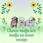 Prachtige dwergkees pups te koop!, België, Particulier, Rabiës (hondsdolheid), Overige rassen
