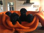 labrador puppies/ labrador pups,800 euro, Dieren en Toebehoren, Rabiës (hondsdolheid), 8 tot 15 weken, Labrador retriever, Meerdere