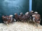Jonge tamme wyandotte kriel kippen veel kleuren + ingeënt, Dieren en Toebehoren, Pluimvee, Kip, Vrouwelijk