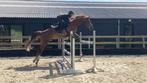 Kwaliteitsvol springpaard, Springpaard, B, Gechipt, Ruin