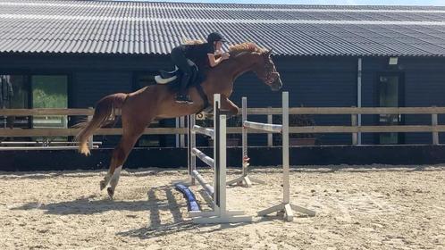 Kwaliteitsvol springpaard, Dieren en Toebehoren, Paarden, Ruin, B, 170 tot 175 cm, 3 tot 6 jaar, Springpaard, Met stamboom, Gechipt
