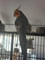 Valkparkieten, Dieren en Toebehoren, Vogels | Parkieten en Papegaaien, Meerdere dieren, Parkiet