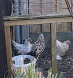 Drie sabelpootkriel hennen, Dieren en Toebehoren, Pluimvee, Vrouwelijk, Kip