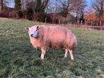 Goed ontwikkelde stamboek Texelaar ramlam (ram dekram), Dieren en Toebehoren, Mannelijk, Schaap