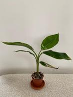 Zeldzame bananenplant variegata, Ophalen of Verzenden, Halfschaduw, Minder dan 100 cm