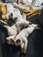 Thai siamese kittens, Poes, Gechipt