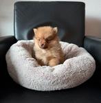 Kleine prachtige pomeriaan pups, Overige rassen, 8 tot 15 weken, CDV (hondenziekte), Meerdere