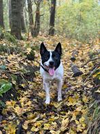 Hele lieve kruising border collie 6 jaar, Dieren en Toebehoren, Honden | Niet-rashonden, 6 jaar of ouder, Parvo, Teef, Eén hond