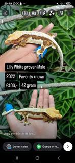 Bewezen 1.0 Lilly White wimpergekko 2022 (Jack) (Houten kan), Dieren en Toebehoren, Reptielen en Amfibieën, Hagedis, Tam, 3 tot 6 jaar