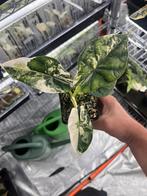 Alocasia Dragon scale albo variegata, Huis en Inrichting, Kamerplanten, Overige soorten, In pot, Minder dan 100 cm, Bloeiende kamerplant