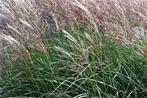 Miscanthus sinensis, vaste plant/siergras, Tuin en Terras, Planten | Tuinplanten, Ophalen, Herfst, Vaste plant, Siergrassen