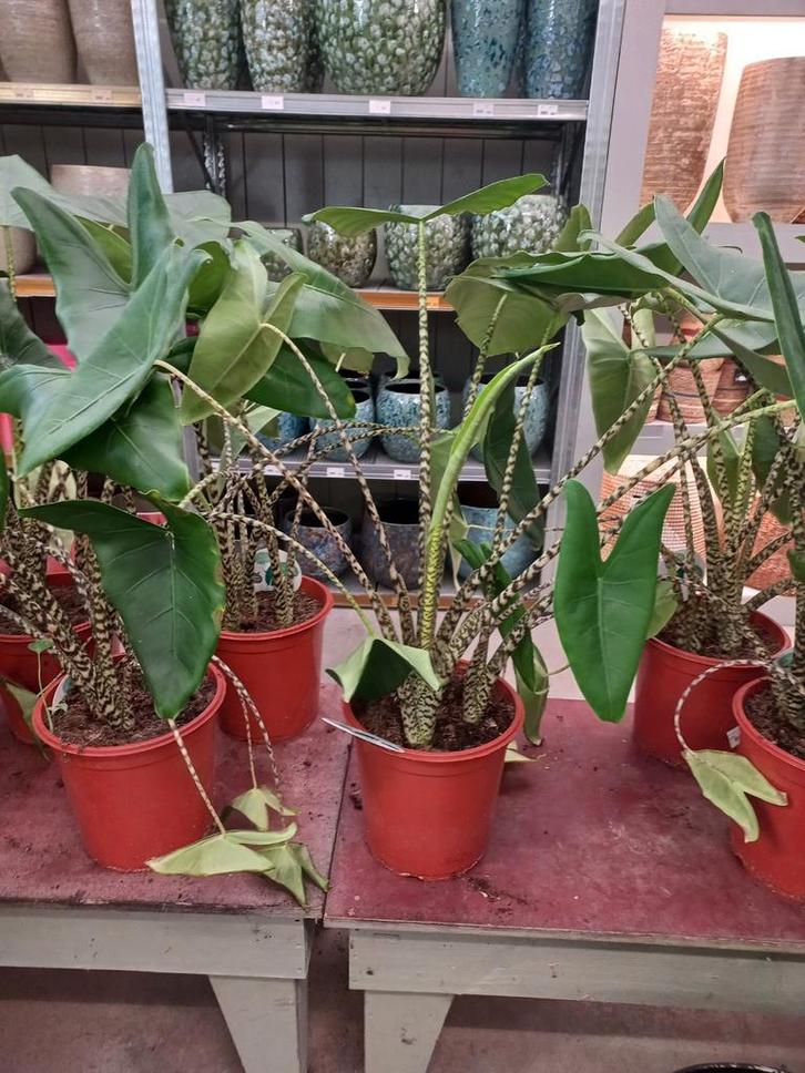 Alocasia Zebrina Zebrina 90 cm hoog, Huis en Inrichting, Kamerplanten, Overige soorten, Minder dan 100 cm, Groene kamerplant, Halfschaduw