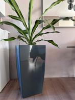 Plant met pot (binnen), Huis en Inrichting, Ophalen, 100 tot 150 cm, Halfschaduw, In pot