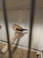 Zilverbekje  man, Dieren en Toebehoren, Vogels | Kanaries, Mannelijk