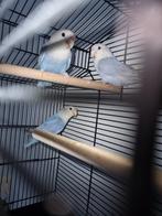 Drie tortelduifjes, een koppel en een vrouwtje., Dieren en Toebehoren, Meerdere dieren, Parkiet