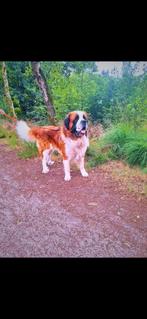Super lieve en mooie dekreu, Reu, Eén hond, 3 tot 5 jaar, Nederland