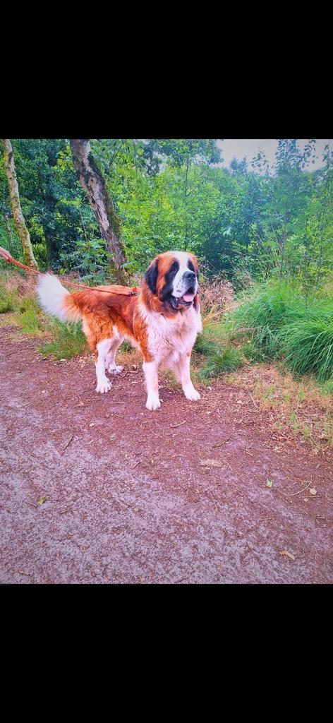 Super lieve en mooie dekreu, Dieren en Toebehoren, Honden | Dekreuen, Reu, Particulier, Eén hond, Nederland, 3 tot 5 jaar
